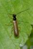 Rhagonycha lignosa